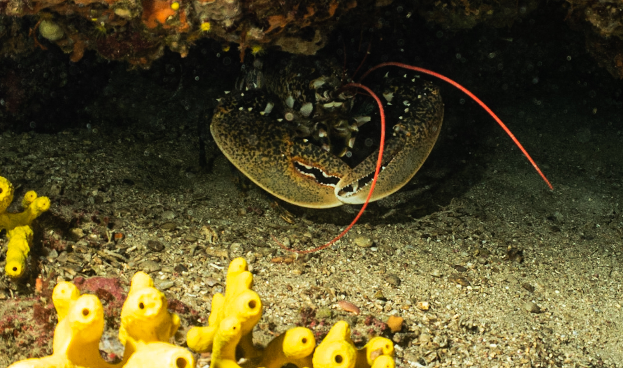 Lobster at divespot Volici at Croatian island Vis S c u b a V I S t e